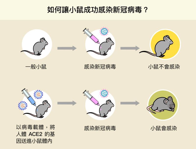 ▲陶秘華研究員以病毒載體，將人體