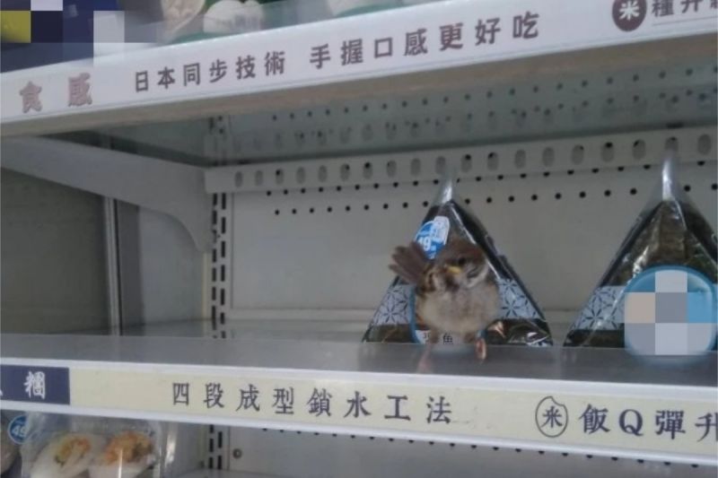 ▲有女網友去逛超商時，看到冷藏架上竟然有隻小麻雀。（圖／翻攝自《Dcard》 ）