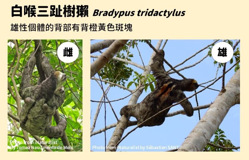 ▲社群平台和通訊軟體瘋傳一段「水鬼」影片,台北市立動物園現身闢謠。(圖/翻攝自台灣事實查核中心)