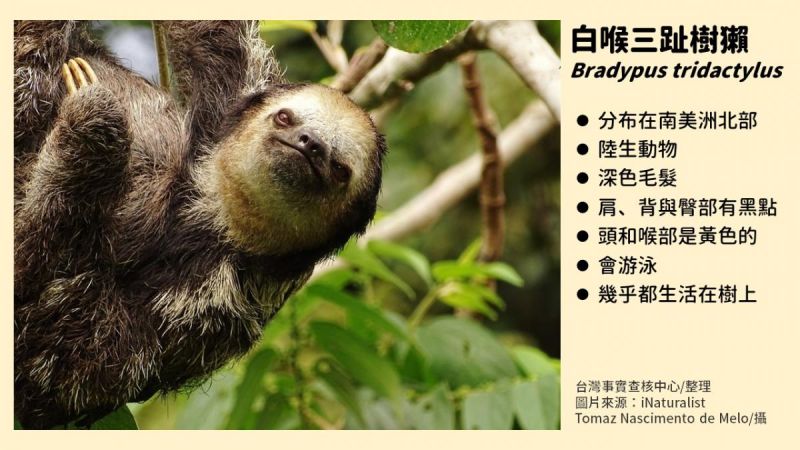 ▲社群平台和通訊軟體瘋傳一段「水鬼」影片,台北市立動物園現身闢謠。(圖/翻攝自台灣事實查核中心)