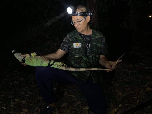 抓綠鬣蜥一隻賺250元!高雄招募「獵龍」達人 開辦捕捉訓練班