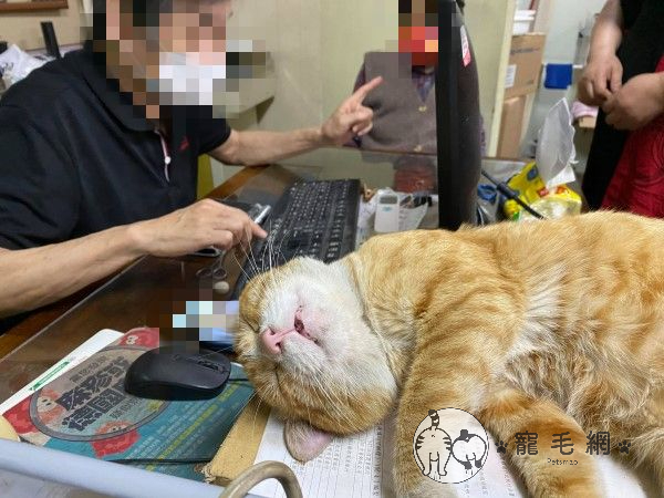 ▲醫生伯忙碌地看診,與熟睡的「橘貓護士」形成強烈對比(圖/網友吳小姐授權提供)