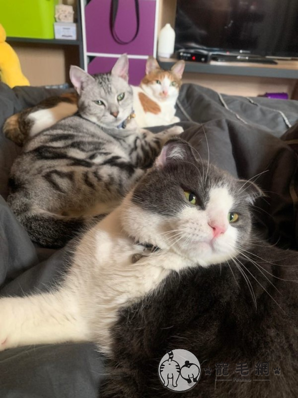 ▲吳小姐自己也飼養了三隻貓咪,美短「Toby」與英短「Tofy」是別人棄養的貓,橘白貓「咪咪」則是從收容所領養的,深知貓咪特性的她笑說橘貓護士一定是很信任醫生伯,才會在人來人往的地方睡到不省貓事!(圖/網友吳小姐授權提供)