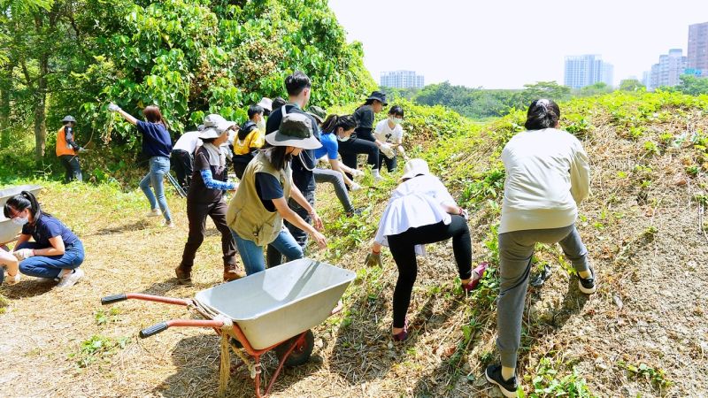 ▲青年局陸域組志工清除外來種植物。（圖／高市府青年局提供）