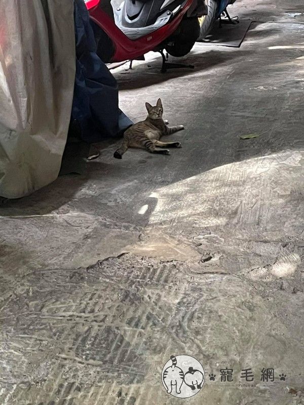 ▲隔天出門又見加害貓大搖大擺躺在外面！（圖／網友林香香授權提供）