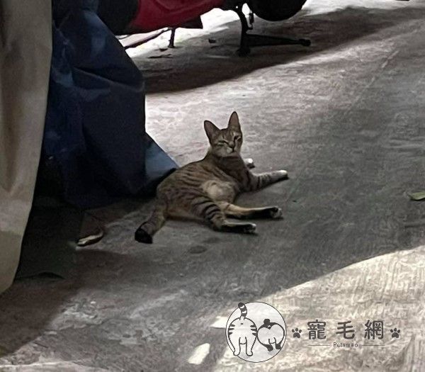 ▲貓：看什麼看？我良民躺這不行嗎？（圖／網友林香香授權提供）