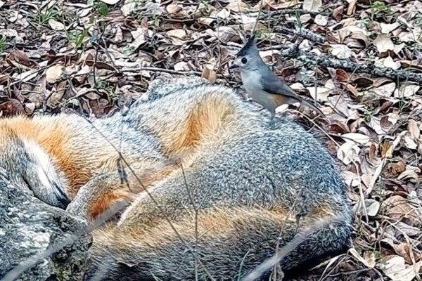 ▲黑冠山雀又跳到狐狸身上（圖／Youtube @Texas Backyard Wildlife）