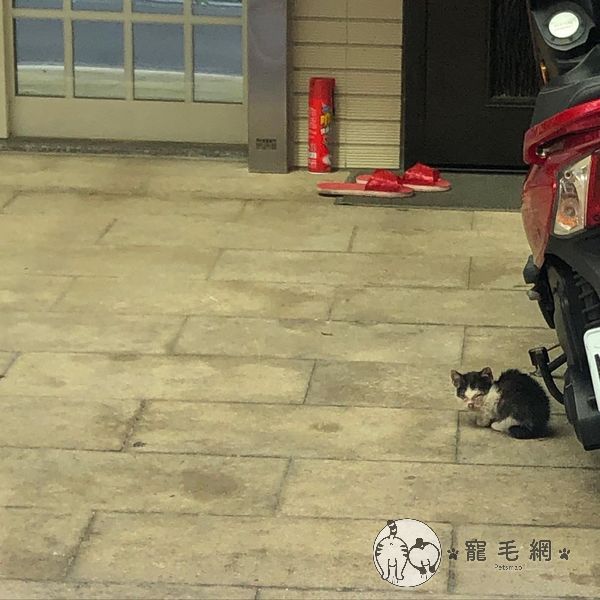 ▲女網友在寒冷的下午騎車回家時，突然發現一隻虛弱的小貓倒在門口。（圖／Instagram