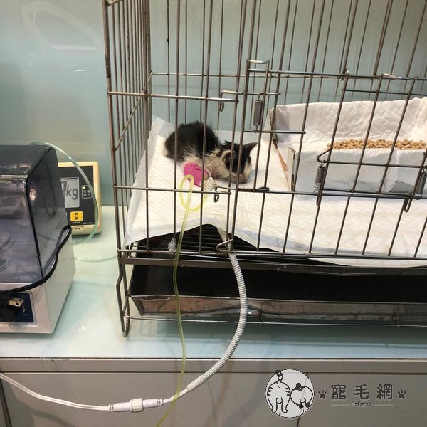 ▲獸醫說安康的狀況不樂觀,盡全力治療牠。(圖/Instagram