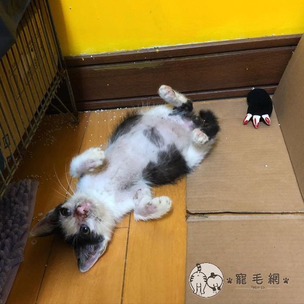 ▲安康漸漸康復中(圖/Instagram