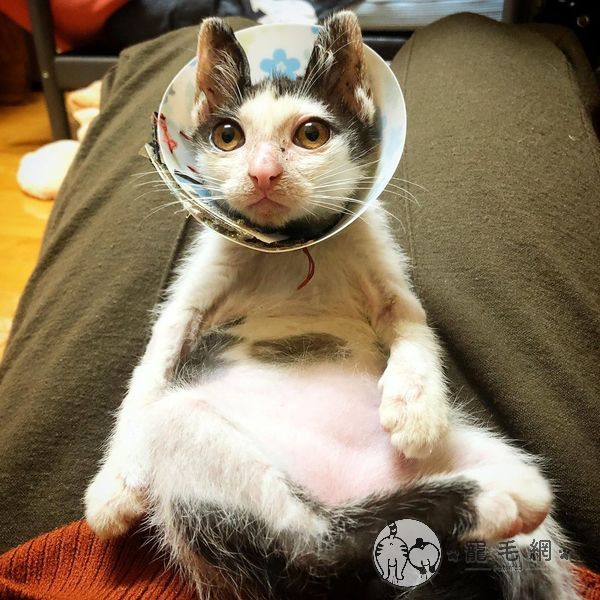 ▲看看安康這個圓潤的小肚肚(圖/Instagram