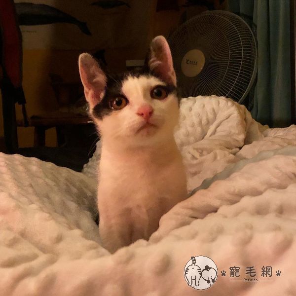 ▲很會賣萌的小安康(圖/Instagram