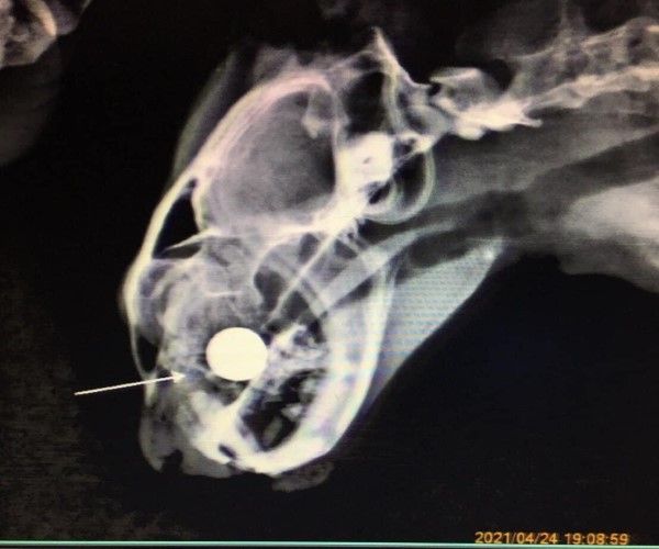 ▲X光可見鉛彈卡在鼻骨裡，導致貓咪右側鼻骨粉碎，手術後喪失部分嗅覺與呼吸功能（圖／翻攝自臉書社團貓咪也瘋狂俱樂部）