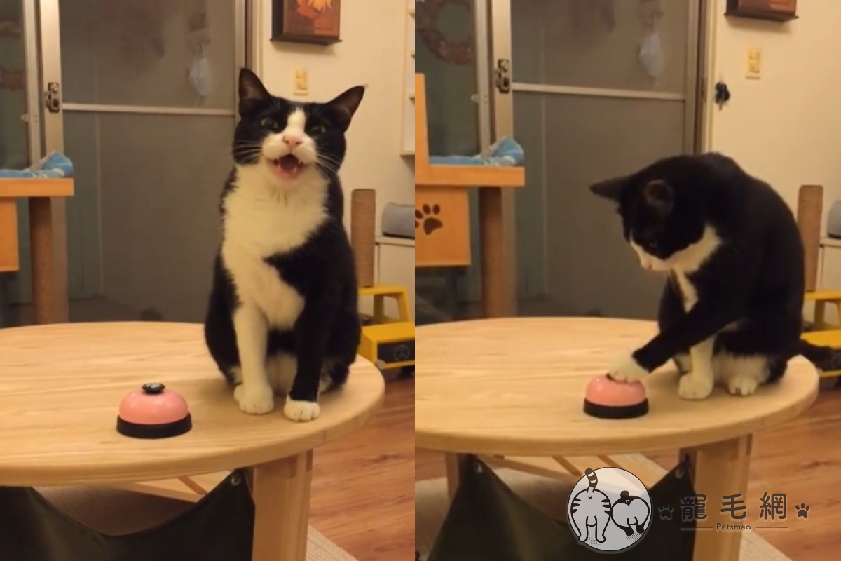 ▲賓士貓「貴妃」日前按鈴要奴才給肉乾（圖／粉專木頭愛上貓手作屋授權提供）