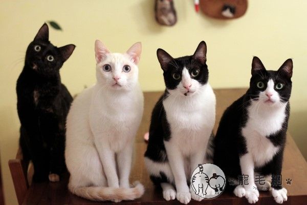 ▲姚小姐飼養的四隻貓咪非黑即白，雖然貴妃（右）體型最小卻是家中地位最高（圖／粉專木頭愛上貓手作屋授權提供）