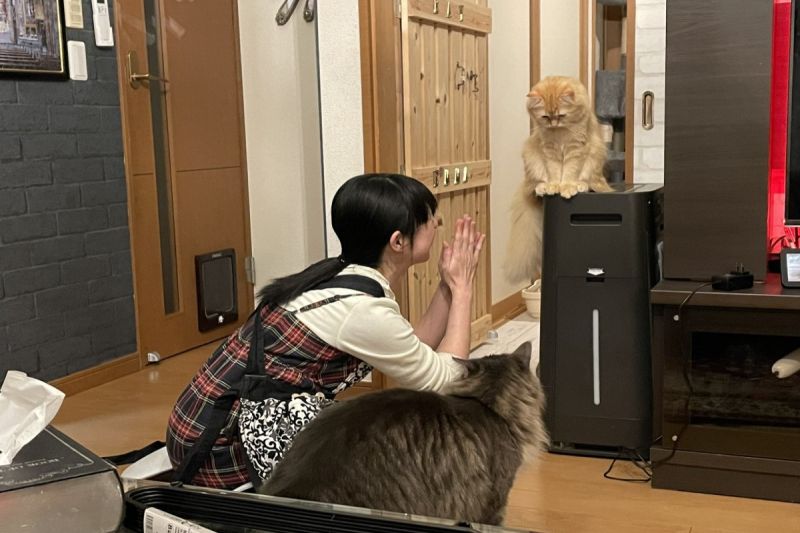 ▲日本一隻橘貓日前被推主兒子不小心關在廁所，出來後滿臉憂愁（圖／twitter @ NEKOLAND13）