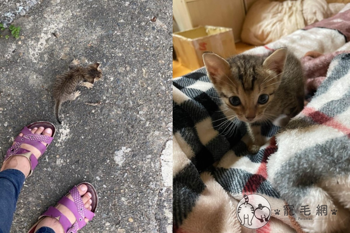 ▲網友那那出門買奶茶，竟然被一隻小浪貓一路尾隨回家（圖／網友那那授權提供）