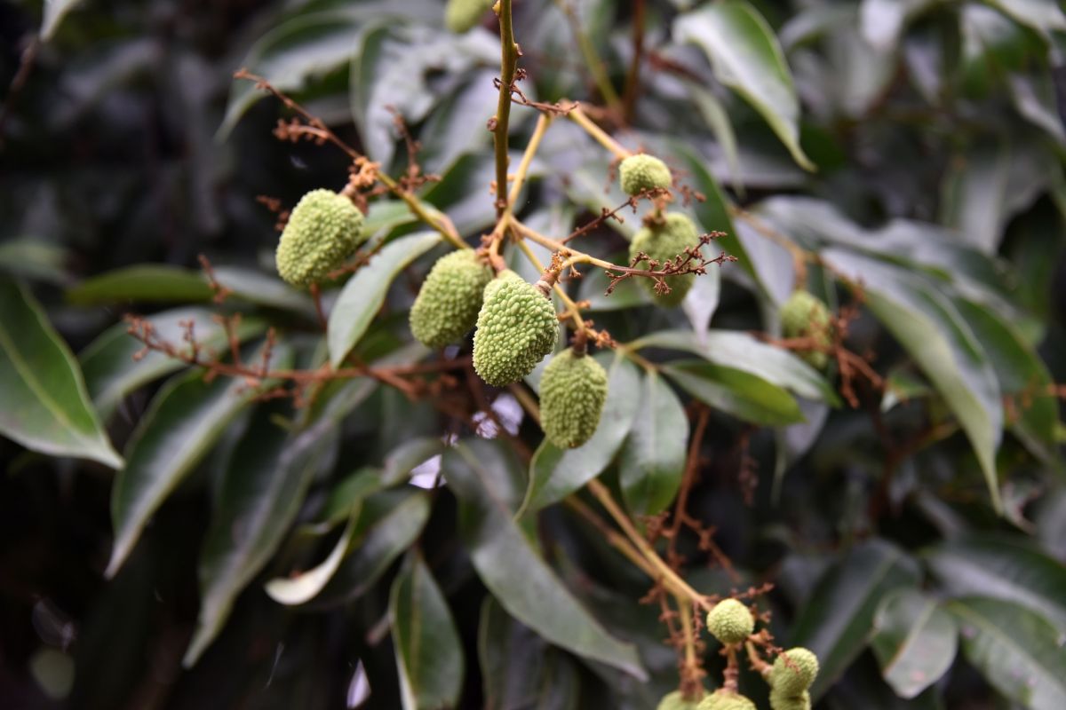 ▲因旱災影響，高雄荔枝落果嚴重，目前荔枝農損高雄各區通報已有741公頃、農損3,112萬7千元，損害程度達28%。（圖／高雄市政府提供）