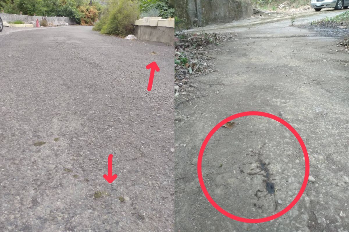 ▲婦人沿鵝屎路找到不見的小鵝。（圖／翻攝畫面）