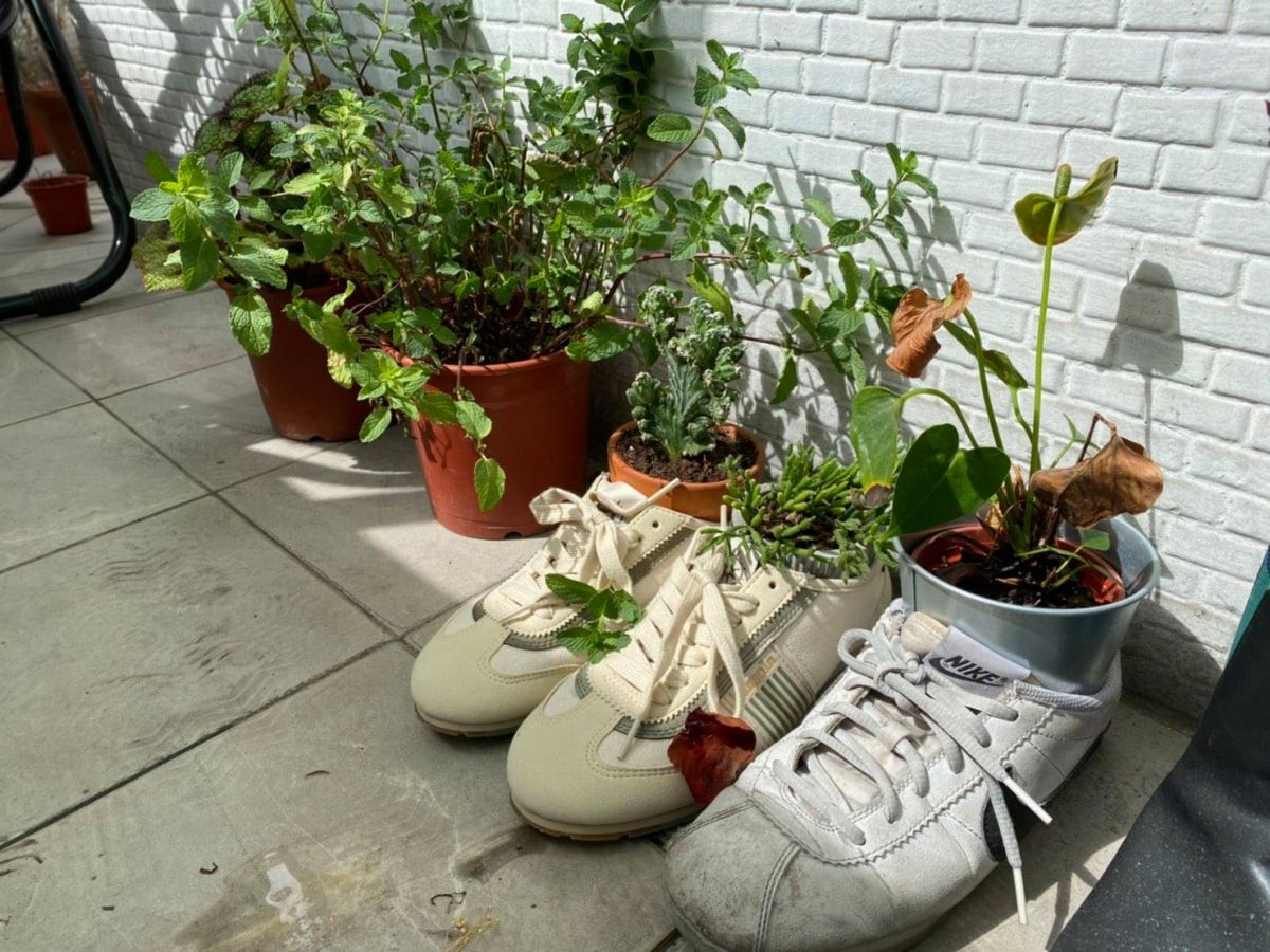 ▲網友阿嬤發揮創意把網友新買不久的奶茶色球鞋當成盆栽，讓大家笑翻了。（圖／翻攝自《爆廢公社》臉書）