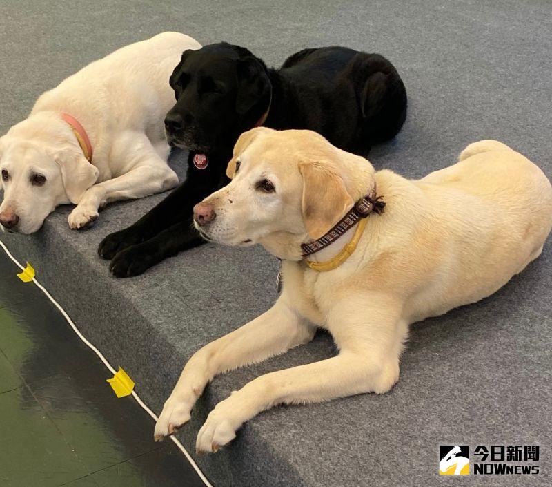 ▲蔡英文總統上任後,已經陸續領養Bella、Bunny和Maru等3隻退役導盲犬,今年才又新領養一隻退役搜救犬樂樂。(圖/記者胡宥心攝影)