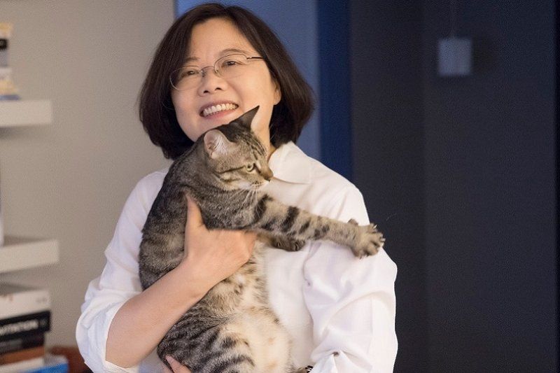 ▲媒體質疑蔡英文為何不養流浪動物,總統府回應,蔡想想就是浪貓被總統收養。(圖/翻攝蔡英文)
