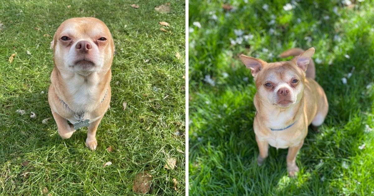 ▲一隻神經質的吉娃娃Prancer已經在康乃狄克州找到牠「永遠的家」！這一切完全歸功於牠寄養主人搞笑的描述，將牠宣傳為一隻「厭男」和受「維多利亞鬼娃」附身的小狗。 (圖/擷取自Tyfanee Fortuna臉書)