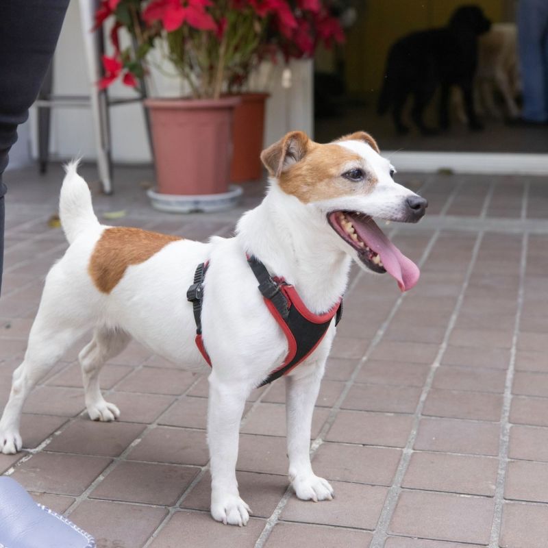 ▲蔡英文愛犬樂樂被質疑特權收養，深夜她在臉書向樂樂道歉（圖/翻攝蔡英文臉書）