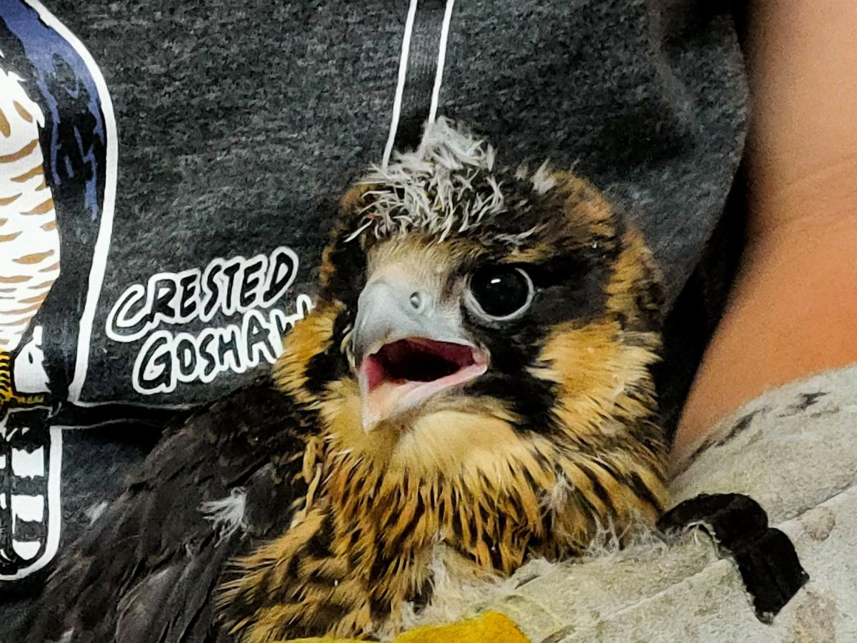 ▲遊隼幼鳥28日摔落地上無法回巢，所幸檢查後並無大礙，觀察數天即可原地野放。（圖／新北市政府動保處提供）