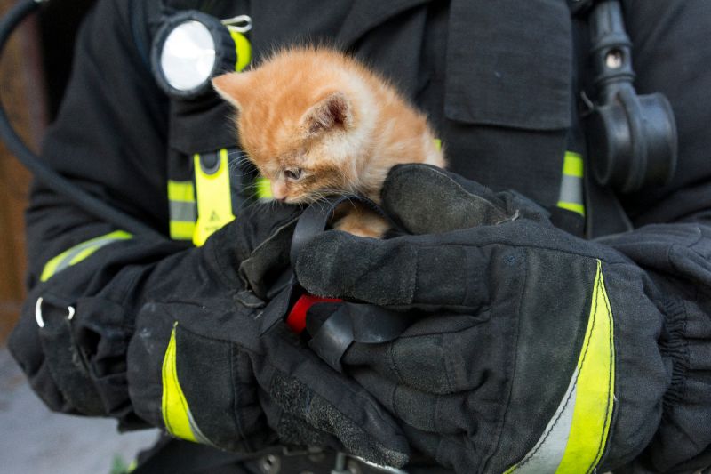 抓貓該找消防隊？無奈PO網「揭真相」：都是為民服務！

