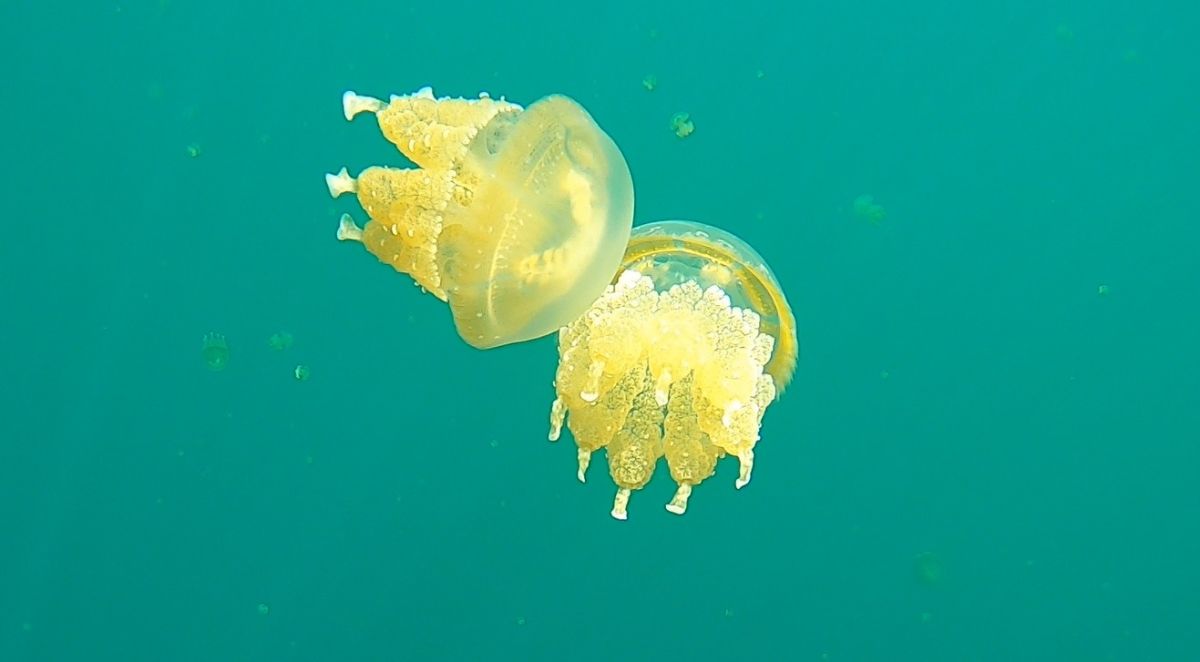 ▲在經過2年的關閉與1年新冠肺炎疫情都無人造訪後，帛琉水母湖的水母復育狀況十分良好。（圖／記者吳承翰攝）