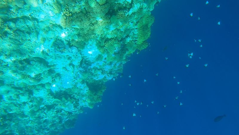 ▲帛琉知名潛水點大斷層，一邊水深僅3米，但過了大斷層，就是一望無際的海底。（圖／記者吳承翰攝）