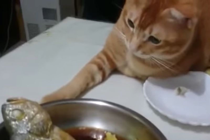 影/小偷橘貓對魚伸出小毛手 主人笑:真貪吃