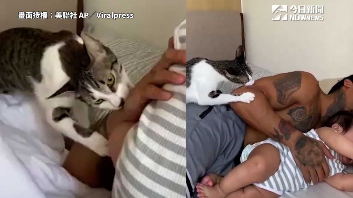 ▲ 貓皇為保護小主子，狂咬爸爸手臂讓他哭笑不得。（圖／美聯社 AP／Viralpress 授權）