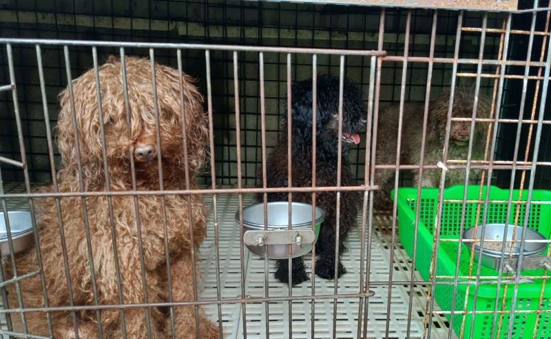 ▲動保處現場查獲20隻成犬及3隻幼犬,全部都是品種犬。(圖/動保處提供)
