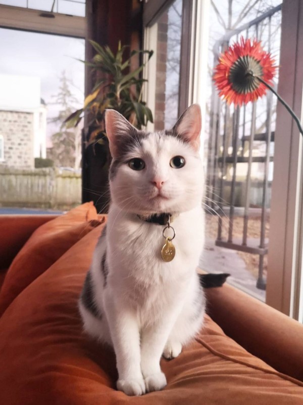 房間無人卻出現琴聲 她走近一看竟是貓咪在彈鋼琴!