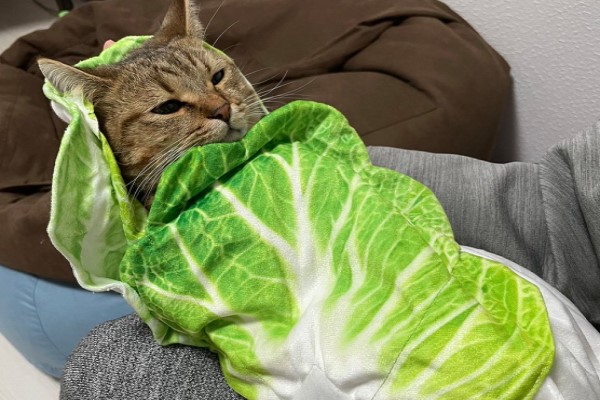 虎斑貓被主人「包白菜捲」　面露無奈：當朕是菜蟲嗎？
