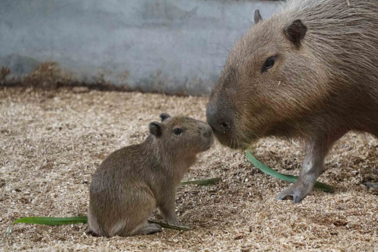 臺北市立動物園園內水豚誕下一名健康寶寶！（圖／Taipei Zoo 臺北市立動物園授權提供）