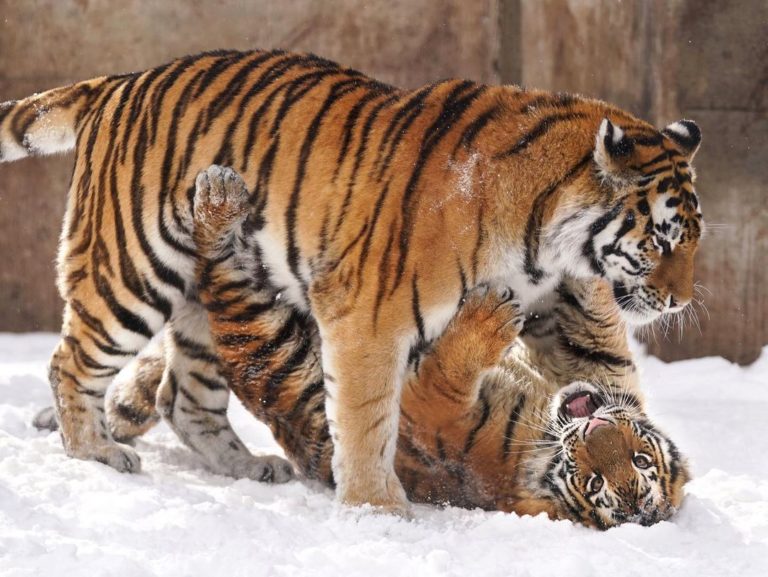虎媽媽在跟虎小孩玩耍（圖／Instagram ＠riku_0710）