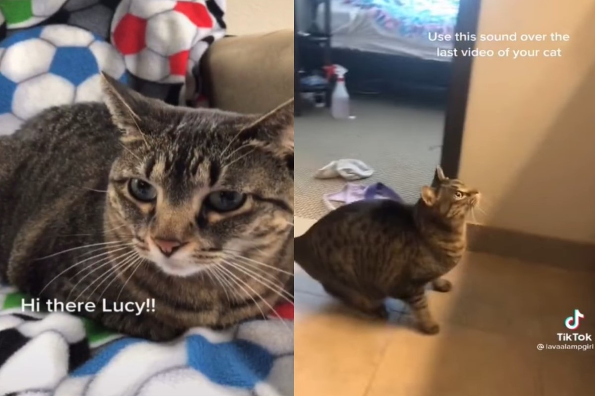 女子蕾西日前目睹虎斑貓「露西」試跳櫥櫃，沒想到接下來的畫面讓她忍不住噴笑（圖／Tik tok ＠lavaalampgirl）