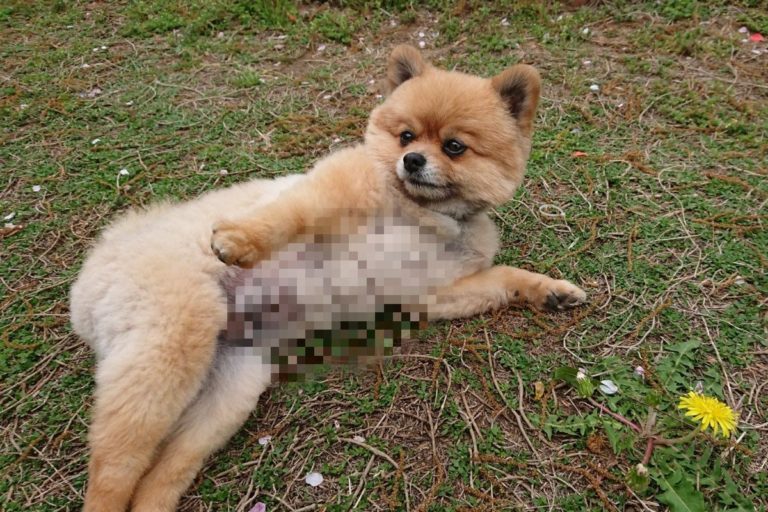 日本一隻博美犬擁有讓人人稱羨的好身材（圖／twitter @harepiyopiyo）