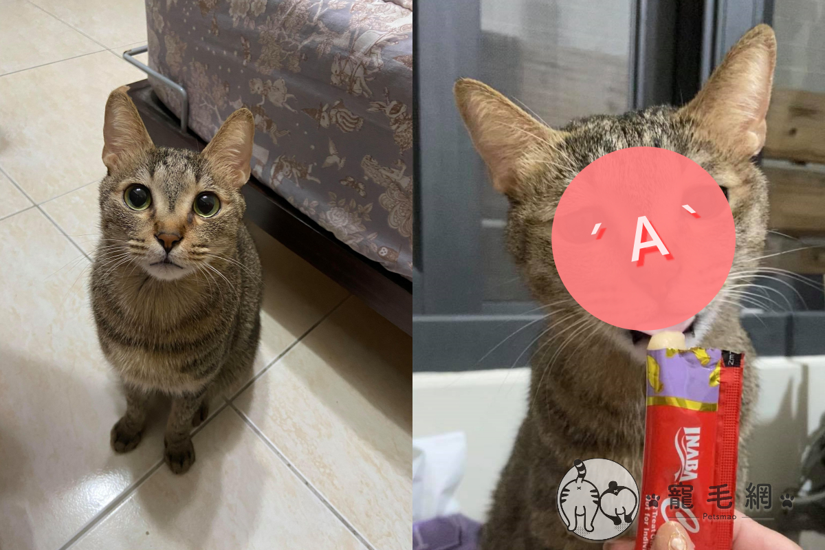 奴才忙搬家，貓咪在旁休息臉卻超疲憊！（圖／網友劉家琳授權提供）