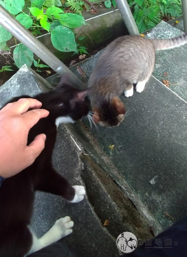 在步道上偶遇兩隻貓（圖／網友鐘維民授權提供）