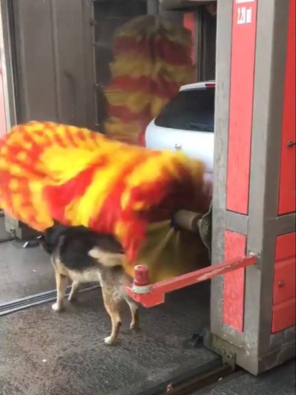 狗狗跑進機械洗車「自助洗澡」　網笑：一看就是蹭澡慣犯！