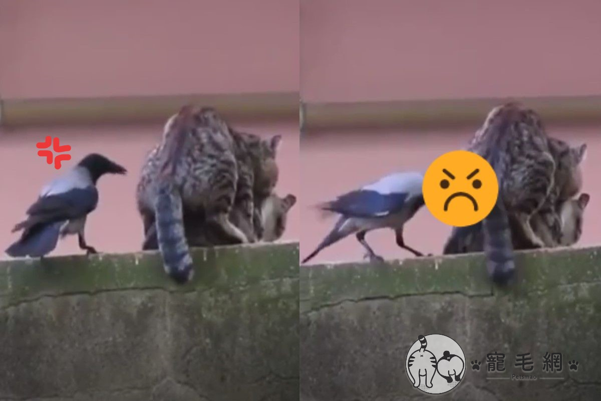 一隻「單身鳥」瘋狂干擾情侶貓「辦事」（圖／粉專路上觀察學院吳先生授權提供）