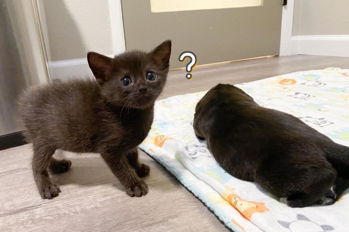 小黑貓好奇地看著眼前「長相奇特的貓」（圖／IG @fostersxyz）