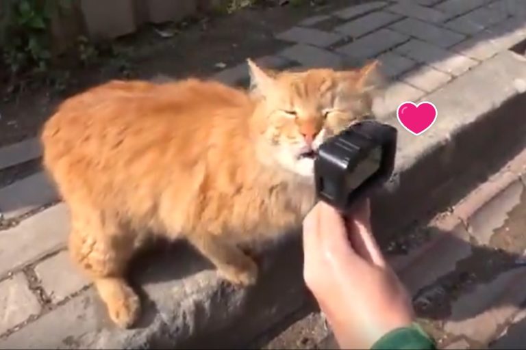 浪橘「狂撸攝影機」！網笑：這隻逗貓棒有點貴
