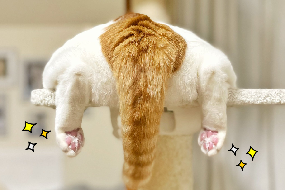 貓趴平台曬超萌粉嫩雙肉球！（圖／Twitter＠ yuzumugicha）