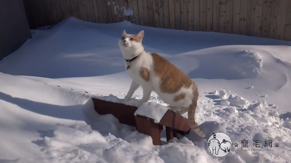 影／橘白貓被門前積雪困住　牠賣力狂撥開道：「放偶粗企！」