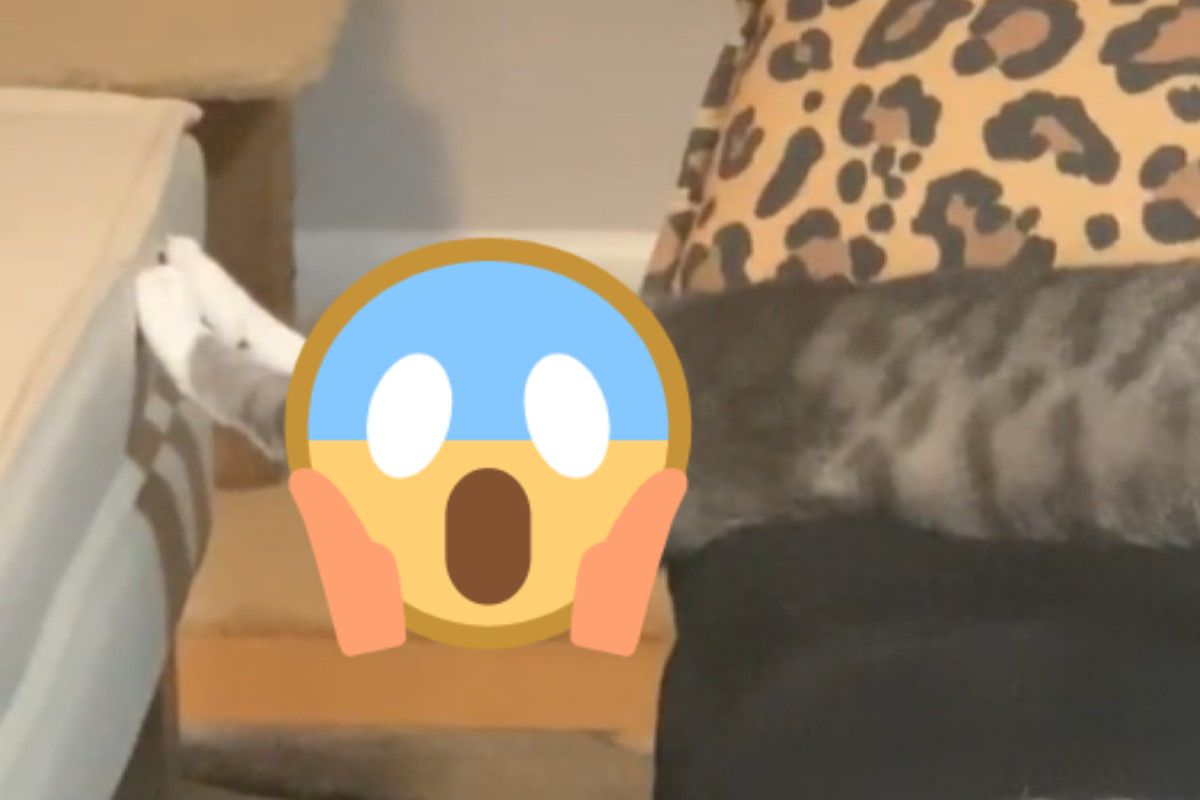 虎斑貓以超怪異姿勢熟睡（圖／Tik tok @igrobflo）